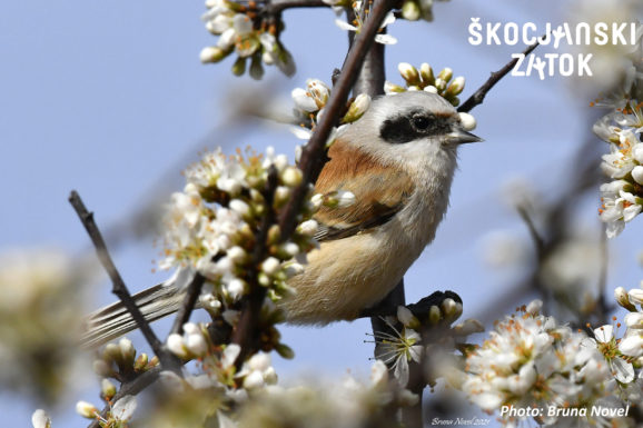 Plašica/Pendolino/Penduline Tit/Remiz pendulinus, photo: Bruna Novel