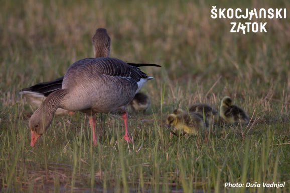 Siva gos/Oca selvatica/Greylag Goose/Anser anser, photo: Duša Vadnjal