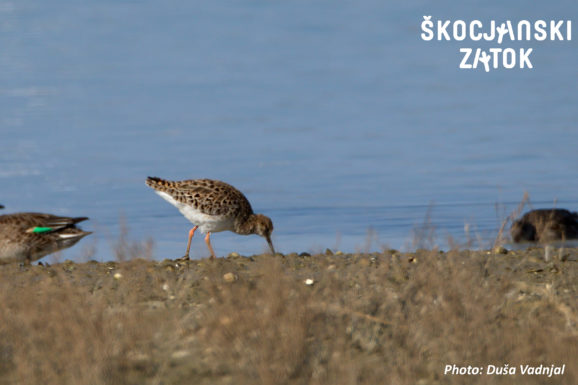 Togotnik/Combattente/Ruff/Calidris pugnax, photo: Duša Vadnjal