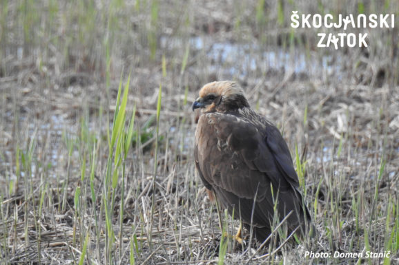 Rjavi lunj/Falco di palude/Marsh Harrier/Circus aeruginosus, photo: Domen Stanič