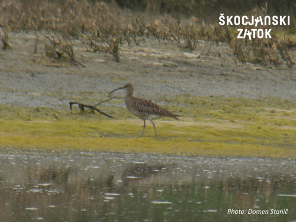 Mali škurh (Numenius phaeopus) , foto: Domen Stanič