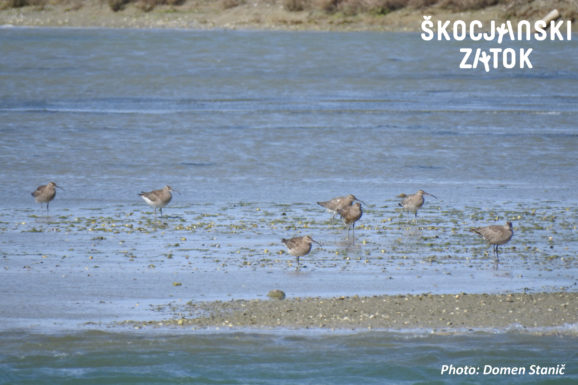 MALI ŠKURH/Chiurlo piccolo/Whimbrel/Numenius phaeopus, photo: Domen Stanič