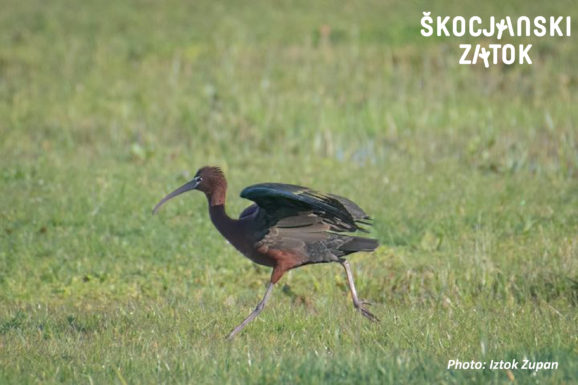 PLEVICA/Mignattaio/Glossy Ibis/Plegadis falcinellus, photo: Iztok Zupan