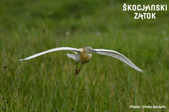 ČOPASTA ČAPLJA/Sgarza ciuffetto/Squacco Heron/Ardeola ralloides, photo: Vinka Kastelic