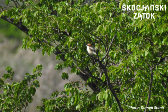 RJAVOGLAVI SRAKOPER/Averla capirossa/Woodchat shrike/Lanius senator, photo: Domen Stanič