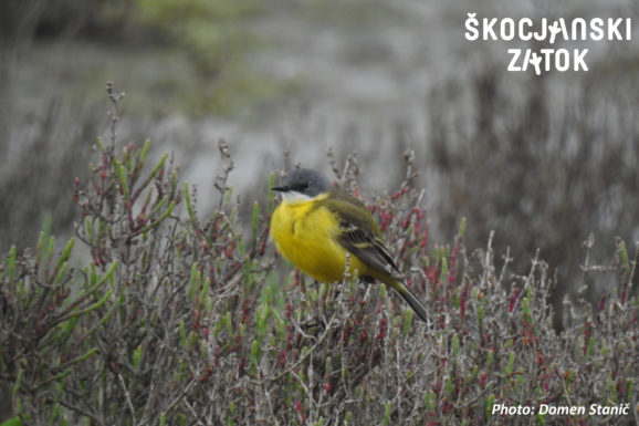 Rumena pastirica/Cutrettola/Yellow Wagtail/Motacilla flava, photo: Domen Stanič