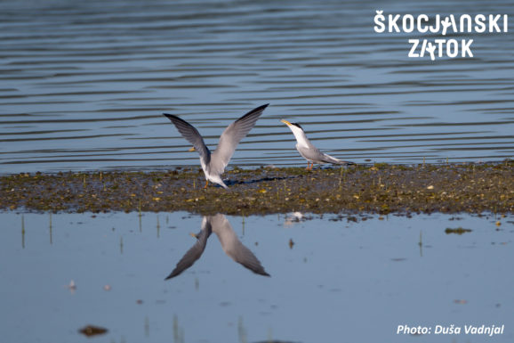 Mala čigra/Fraticello/Little Tern/Sternula albifrons, photo: Duša Vadnjal