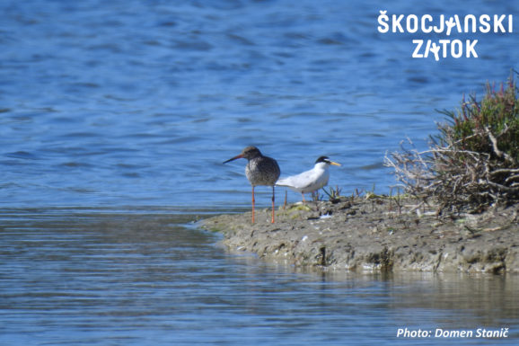 Rdečenogi martinec/Pettegola/Redshank/Tringa totanus & Mala čigra/Fraticello/Little Tern/Sternula albifrons, Photo: Domen Stanič