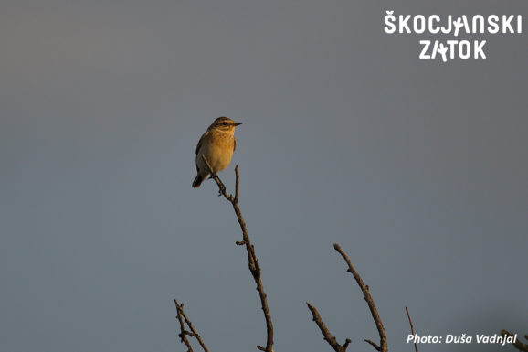 Repaljščica (Saxicola rubetra), foto: Duša Vadnjal