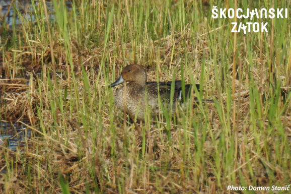 dolgorepa raca, foto: Domen Stanič