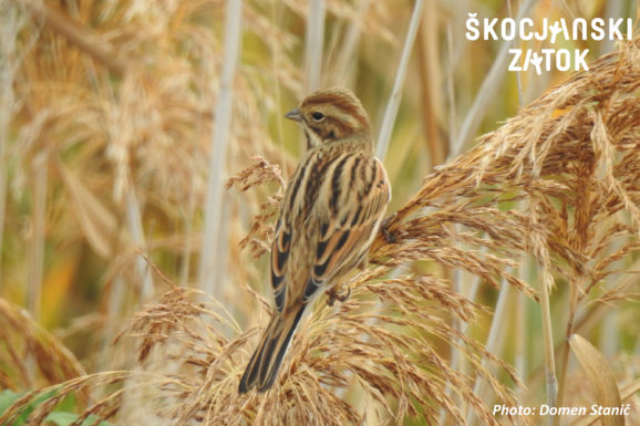 Trstni strnad, foto: Domen Stanič