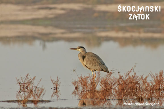 Siva čaplja, foto: Bojan Škerjanc