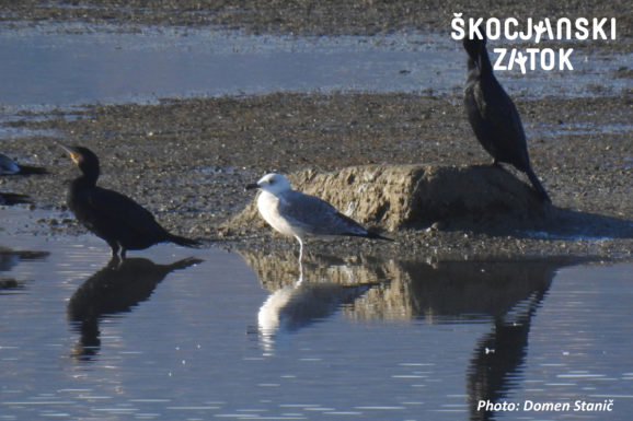 Črnomorski galeb, foto: Domen Stanič