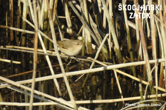 Sibirski vrbji kovvaček, foto: Domen Stanič