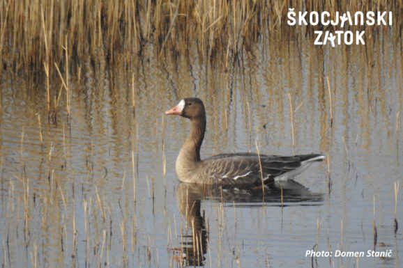 Beločela gos, foto: Domen Stanič