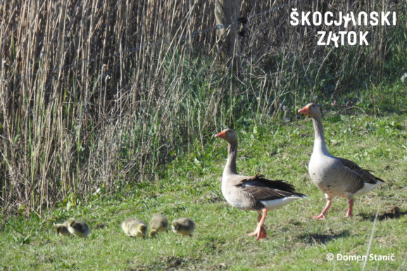 Par sivih gosi z mladiči, foto: Domen Stanič