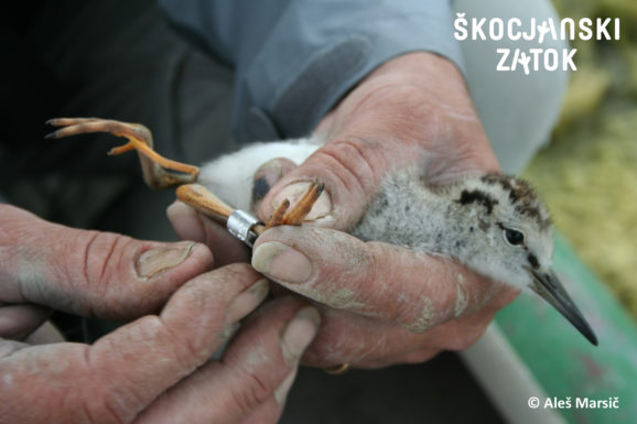 Obročkanje rdečenogega martinca (Tringa totanus), foto: Aleš Marisč