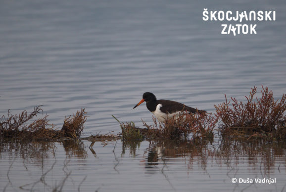 Školjkarica, foto: Duša Vadnjal