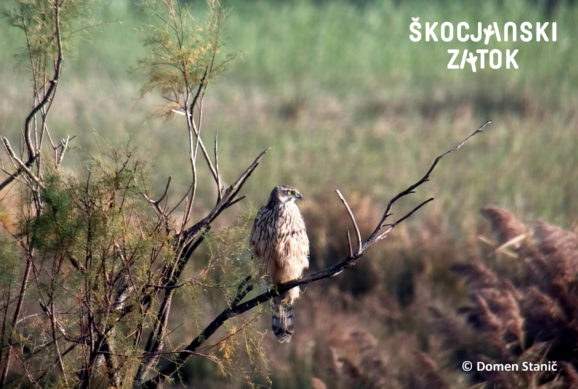 Kragulj, foto: Domen Stanič