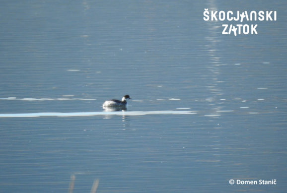 črnovrati ponirek, foto: Domen Stanič