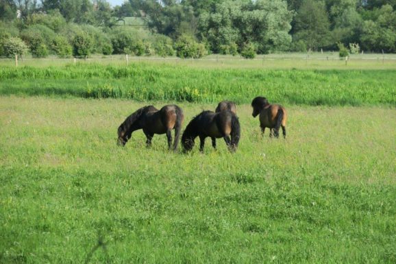 Exmoorski konji s pašo pomagajo pri upravljanju mokrišča Josefovské louky. foto: Bojana Lipej