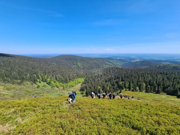 Vzpon po pobočju naravnega rezervata Praděd, zaraščenem z borovnicami foto: Tina Kocjančič