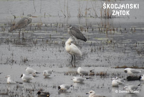 Žličarka, sivi čaplji, rečni galebi, kreheljc, foto: Domen Stanič