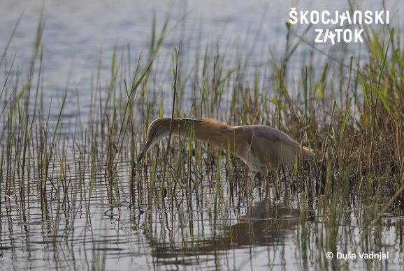 Squacco Heron, photo: Duša Vadnjal