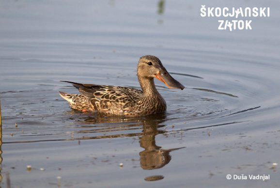 Samica race žličarice, foto: Duša Vadnjal