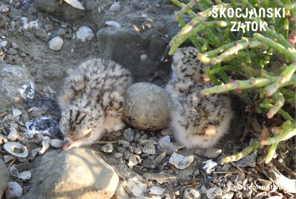 Gnezdo z mladičema male čigre, foto: Domen Stanič