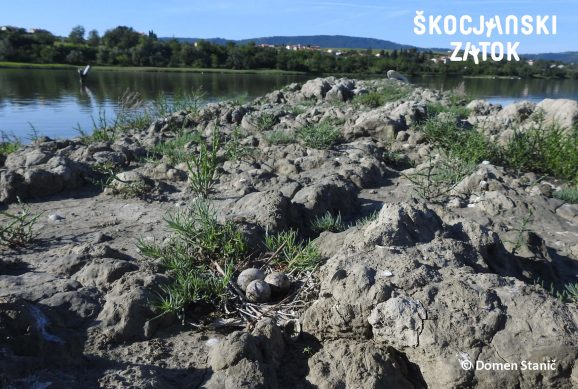 Gnedzo navadne čigre na otočku, ustvarjenem v okviru projekta ReCo, foto: Domen Stanič